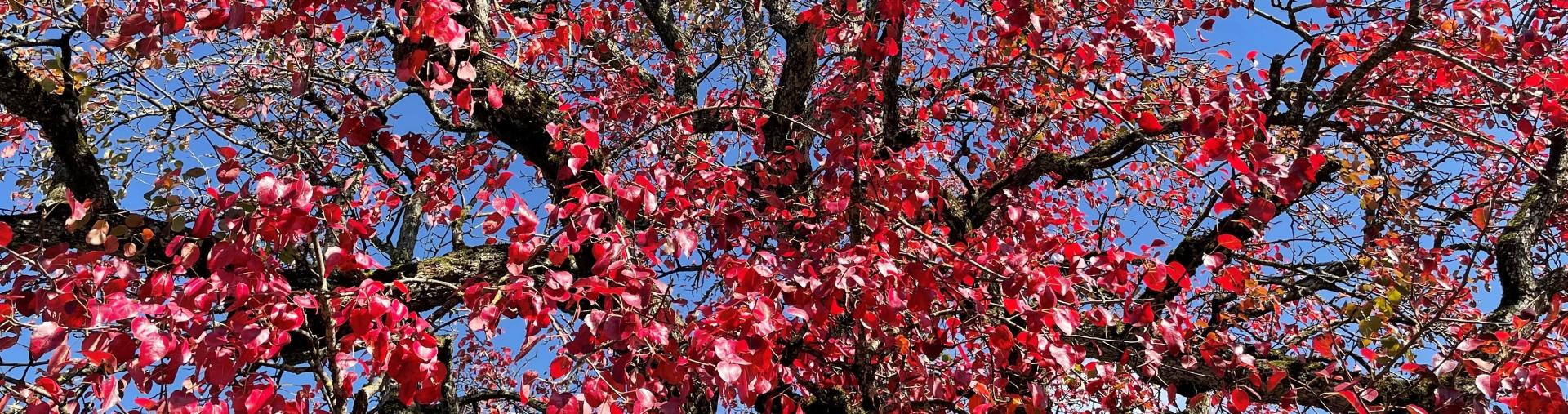 Herbst